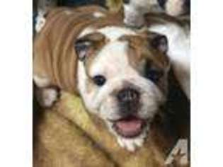 Bulldog Puppy for sale in RICHWOOD, NJ, USA