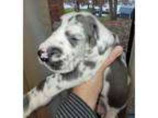 Great Dane Puppy for sale in Rome City, IN, USA
