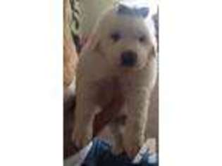 Tibetan Mastiff Puppy for sale in KATY, TX, USA