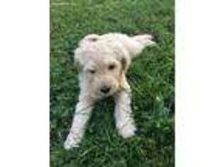 Goldendoodle Puppy for sale in Taylorsville, NC, USA