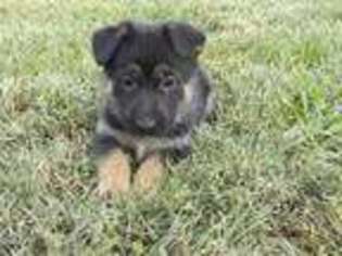 German Shepherd Dog Puppy for sale in Exeter, MO, USA