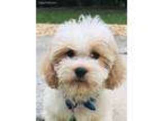 Cavachon Puppy for sale in Durham, NC, USA