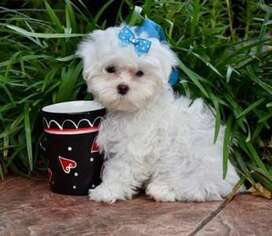 Maltese Puppy for sale in Malden, MA, USA