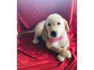 Golden Retriever Puppy for sale in Summerfield, FL, USA