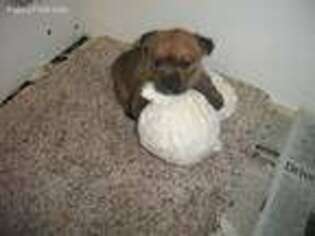 Norwich Terrier Puppy for sale in Necedah, WI, USA