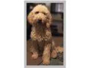 Labradoodle Puppy for sale in La Habra, CA, USA