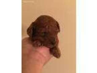 Mutt Puppy for sale in Uxbridge, MA, USA