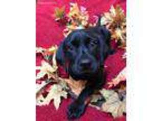 Labrador Retriever Puppy for sale in Fox River Grove, IL, USA