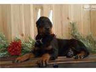 Doberman Pinscher Puppy for sale in Lancaster, PA, USA