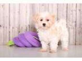 Havanese Puppy for sale in Howard, OH, USA