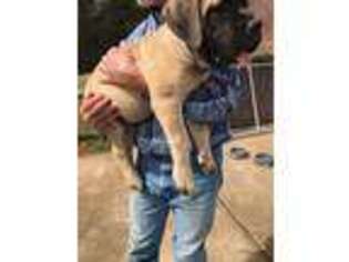 Mastiff Puppy for sale in Hayden, AL, USA