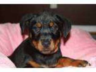 Mutt Puppy for sale in FOREST, MS, USA