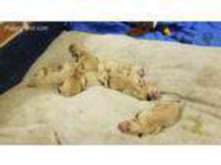 Golden Retriever Puppy for sale in Olivehurst, CA, USA