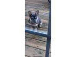 French Bulldog Puppy for sale in Waxhaw, NC, USA