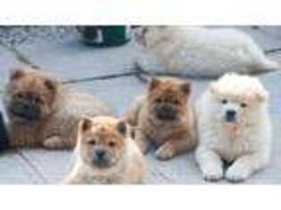 Chow Chow Puppy for sale in Fort Lauderdale, FL, USA