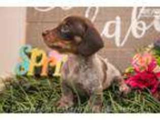 Dachshund Puppy for sale in San Antonio, TX, USA
