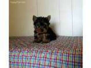 Yorkshire Terrier Puppy for sale in La Vernia, TX, USA