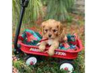 Cavalier King Charles Spaniel Puppy for sale in Bernville, PA, USA