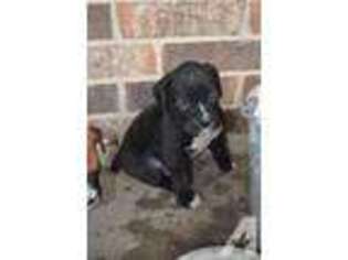 Boxer Puppy for sale in CYPRESS, TX, USA