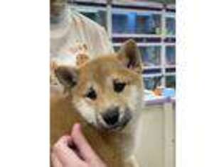 Shiba Inu Puppy for sale in Boca Raton, FL, USA