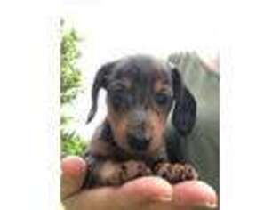 Dachshund Puppy for sale in Caney, KS, USA