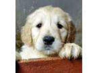 Goldendoodle Puppy for sale in Cranston, RI, USA