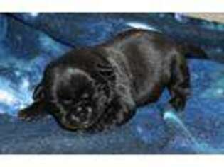 Pug Puppy for sale in Grovespring, MO, USA