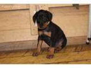 Doberman Pinscher Puppy for sale in Verndale, MN, USA