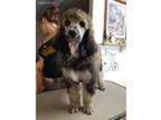Mutt Puppy for sale in Piggott, AR, USA