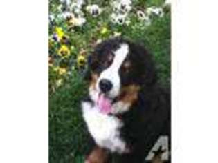 Bernese Mountain Dog Puppy for sale in RIVERSIDE, CA, USA