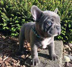 French Bulldog Puppy for sale in Waterloo, IL, USA