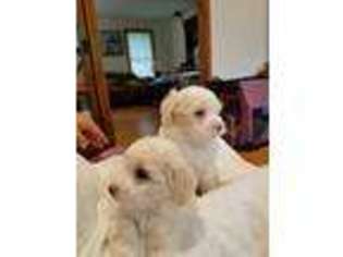 Bichon Frise Puppy for sale in EAST LYME, CT, USA
