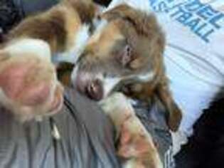 Australian Shepherd Puppy for sale in Frisco, TX, USA