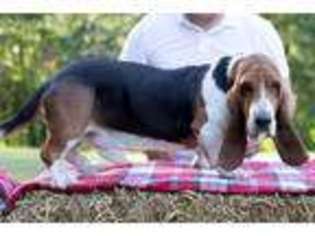 Basset Hound Puppy for sale in Big Stone Gap, VA, USA