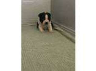 Boston Terrier Puppy for sale in Hesperia, CA, USA