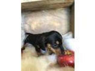 Dachshund Puppy for sale in Spicer, MN, USA