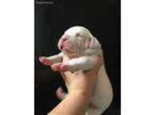 Dogo Argentino Puppy for sale in Annapolis, MD, USA