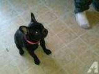 French Bulldog Puppy for sale in PAVILION, NY, USA