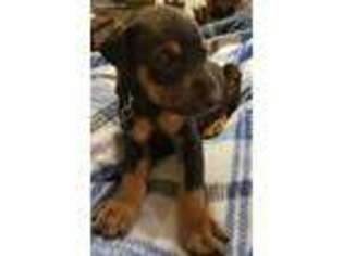 Doberman Pinscher Puppy for sale in Hurricane, WV, USA