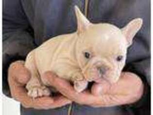French Bulldog Puppy for sale in Danville, NH, USA
