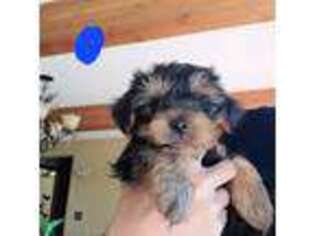 Yorkshire Terrier Puppy for sale in Woodstock, IL, USA