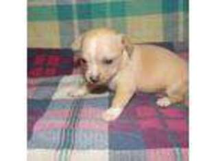 Chihuahua Puppy for sale in Eaton, OH, USA