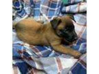 Belgian Malinois Puppy for sale in Whitehall, NY, USA