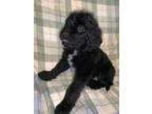 Newfoundland Puppy for sale in Adrian, MI, USA