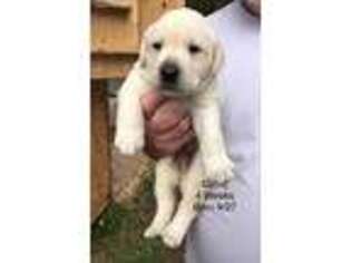 Labrador Retriever Puppy for sale in Godwin, NC, USA