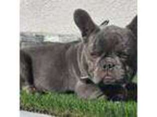 French Bulldog Puppy for sale in El Paso, TX, USA