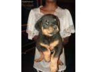 Rottweiler Puppy for sale in Groveport, OH, USA