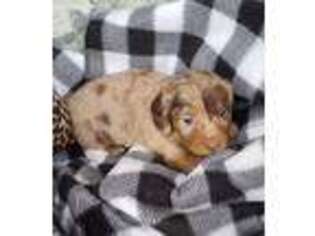 Dachshund Puppy for sale in Mineola, TX, USA