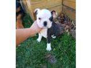 Boston Terrier Puppy for sale in Monroe, NC, USA