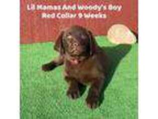 Labrador Retriever Puppy for sale in Twentynine Palms, CA, USA